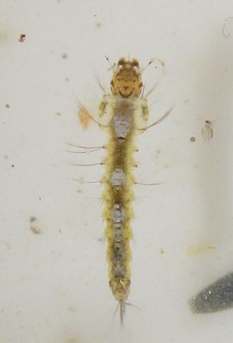 Réf. 213 671 : Anopheles sp.